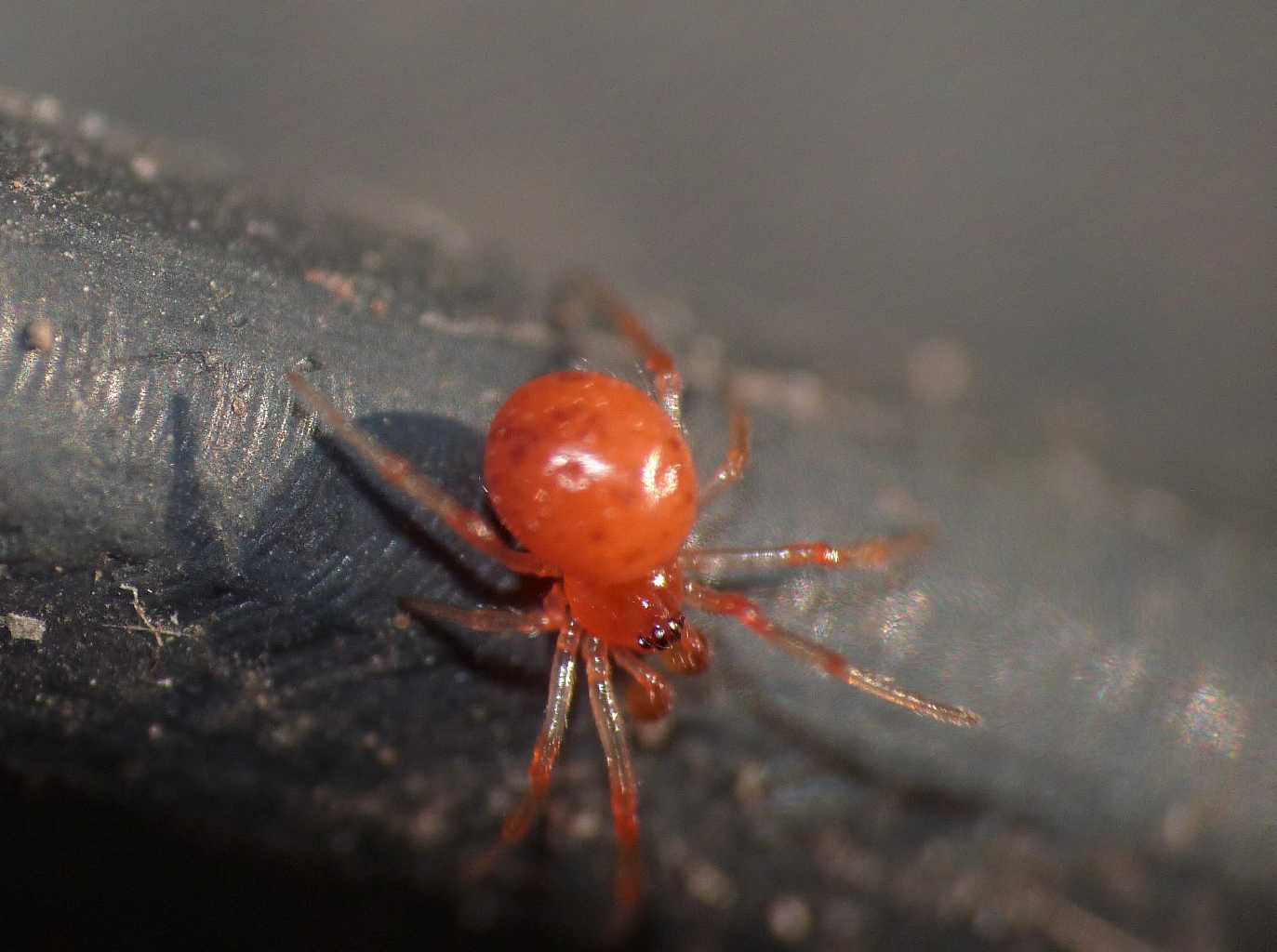Theridiidae  - Torrimpietra (RM)